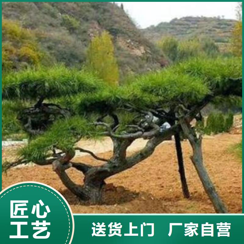造型油松价格合理的厂家