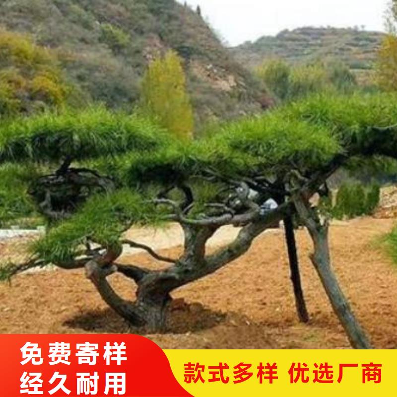 【造型松】造型松价格品质可靠