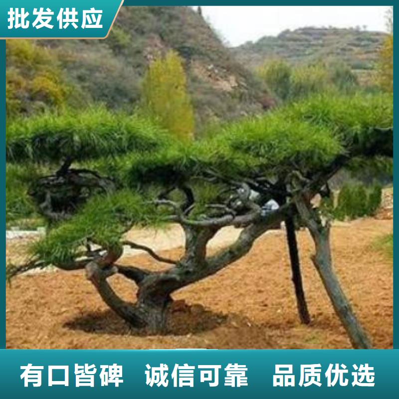 黑松大量供应厂家