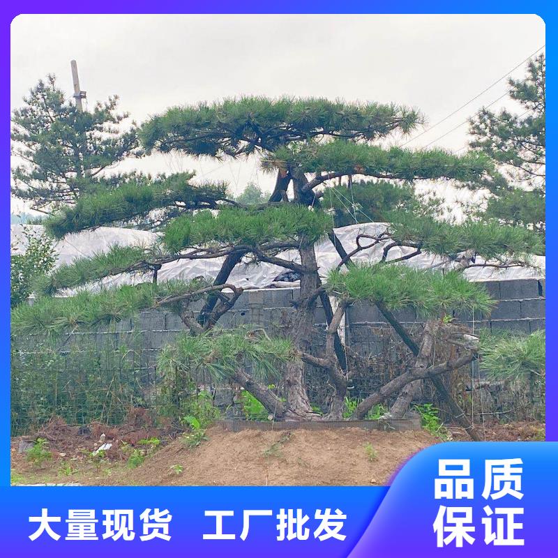 造型松技术先进