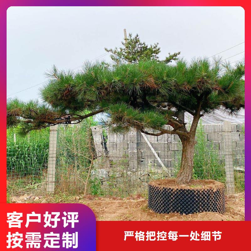 泰山松施工安装