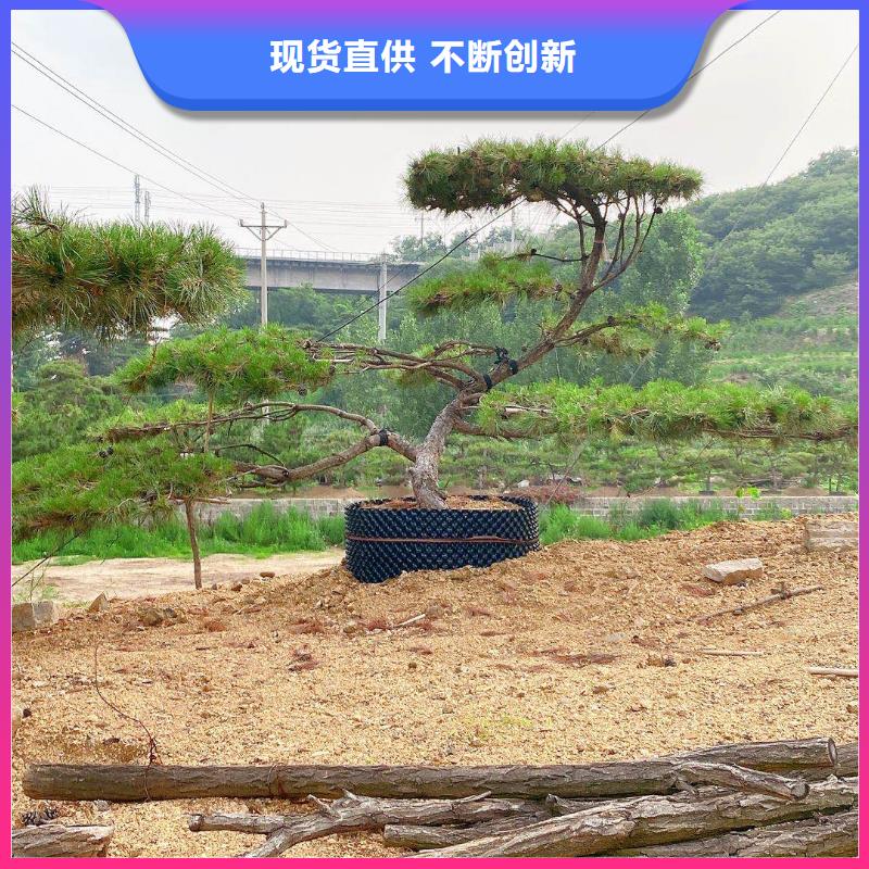 库存充足的景观松公司