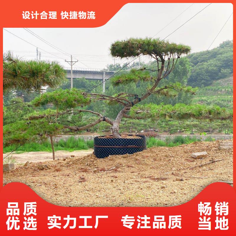 在琼海市销售造型景松的厂家地址