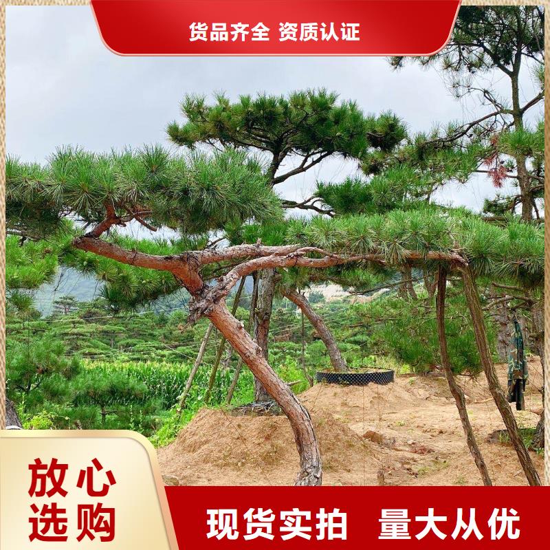 【造型松】造型松价格品质可靠