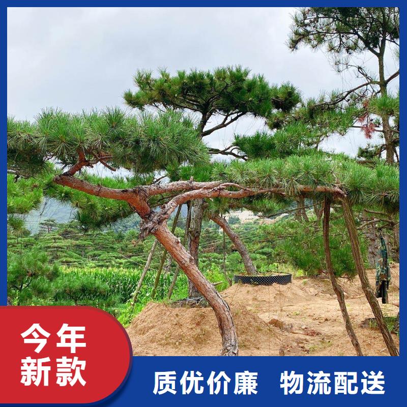 2025采购##造型景松##品种齐全