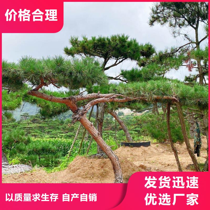 造型松树选对厂家很重要