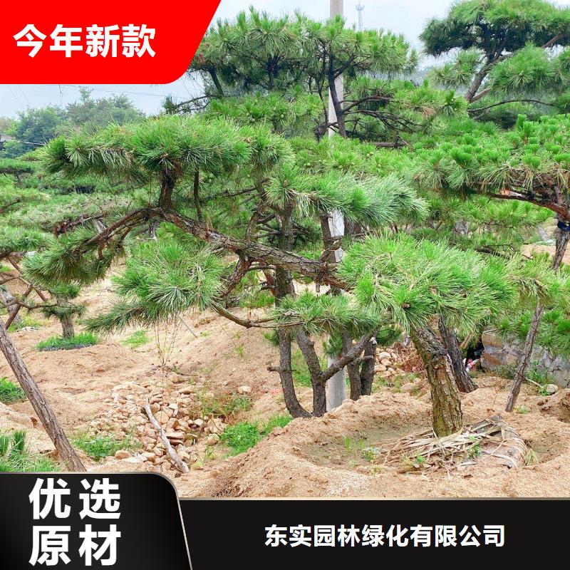 景观松价格合理的厂家