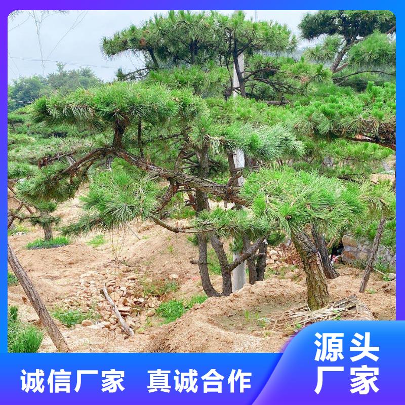 造型黑松工艺精湛