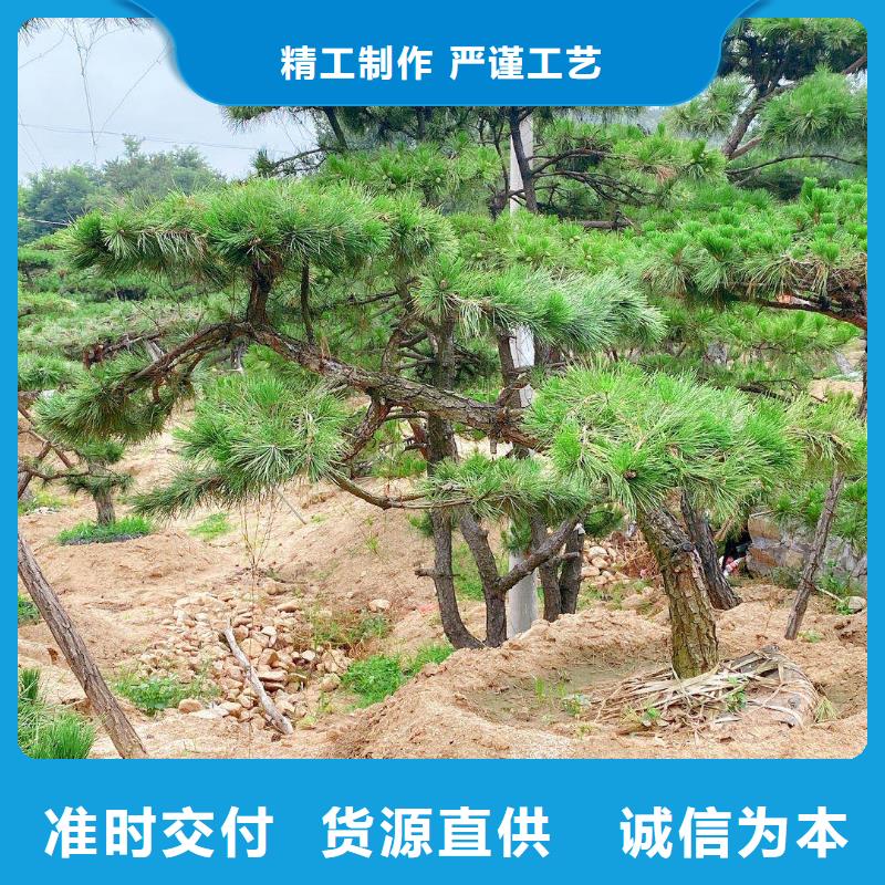专业生产制造造型松公司
