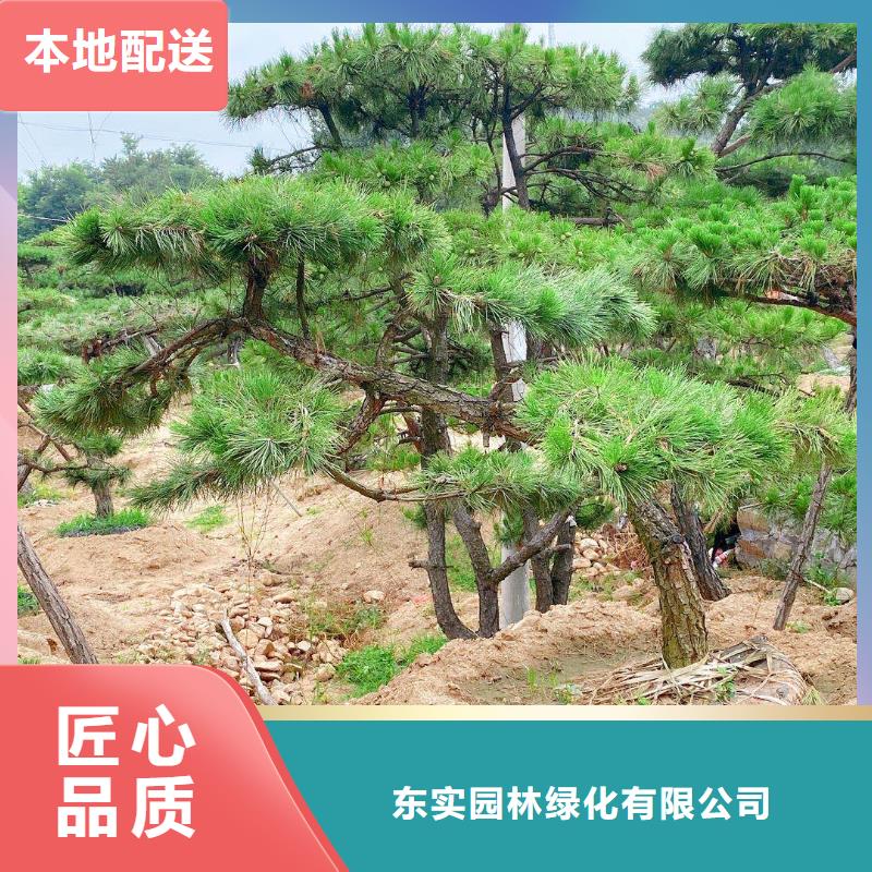 库存充足的油松经销商