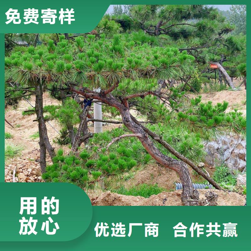 黑松、黑松生产厂家_大量现货