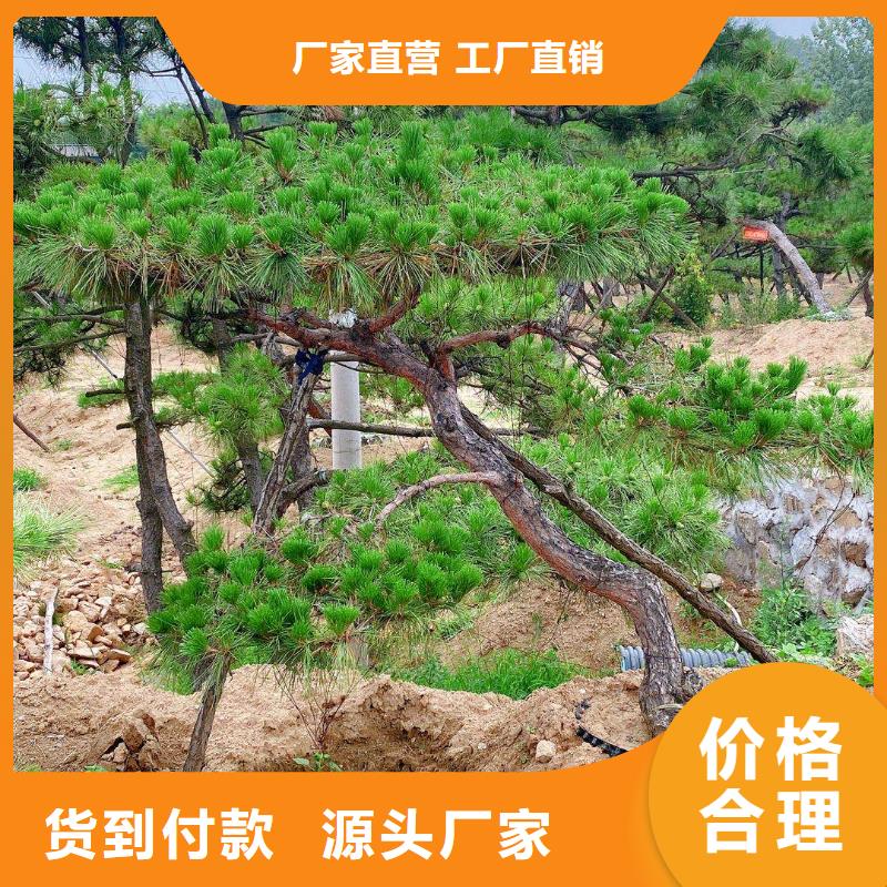 异型松货源直供