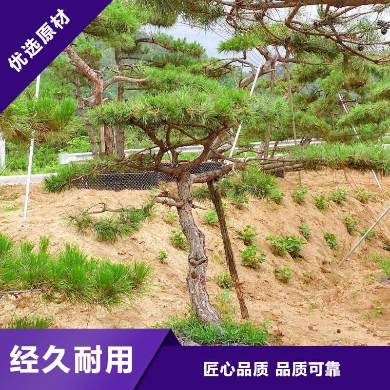 造型松厂家匠心品质