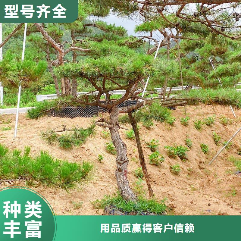 常年供应造型松-省钱