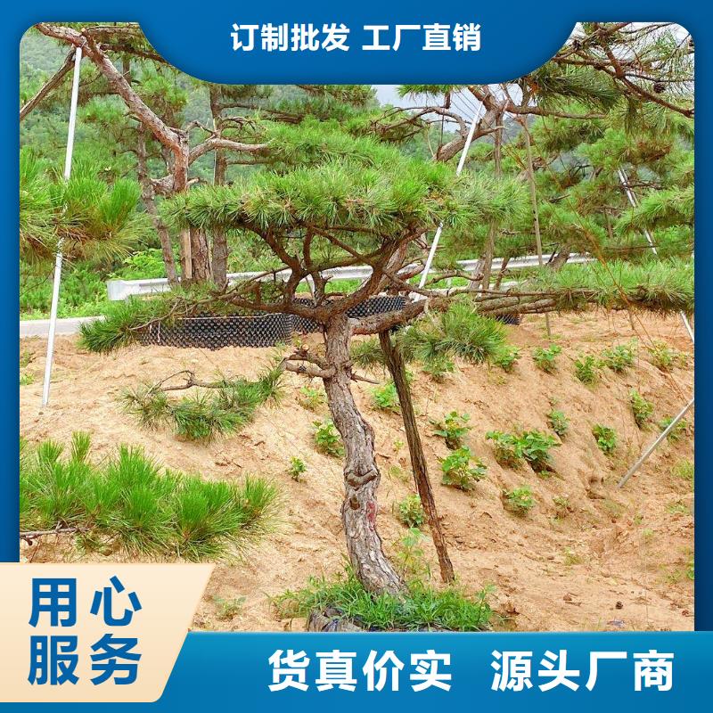 造型松促销