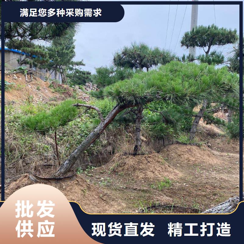 景观松优选厂商