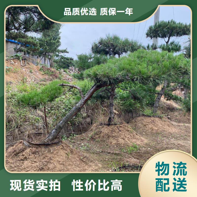 黑松大量供应厂家