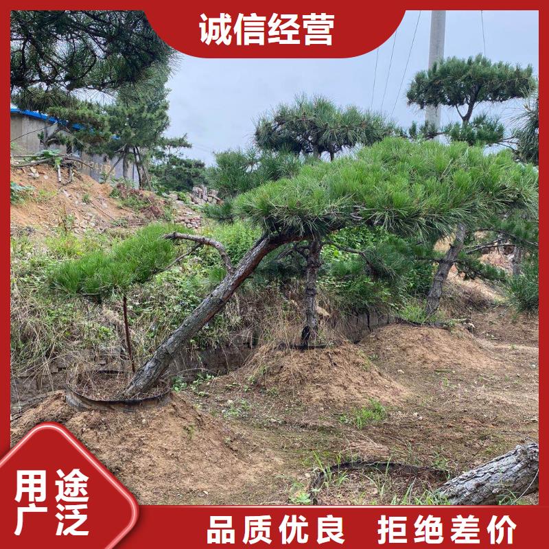景观松免费寄样