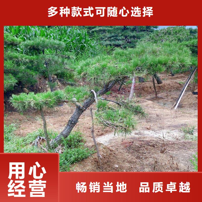 造型油松优势特点