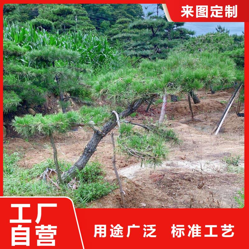 造型油松厂商