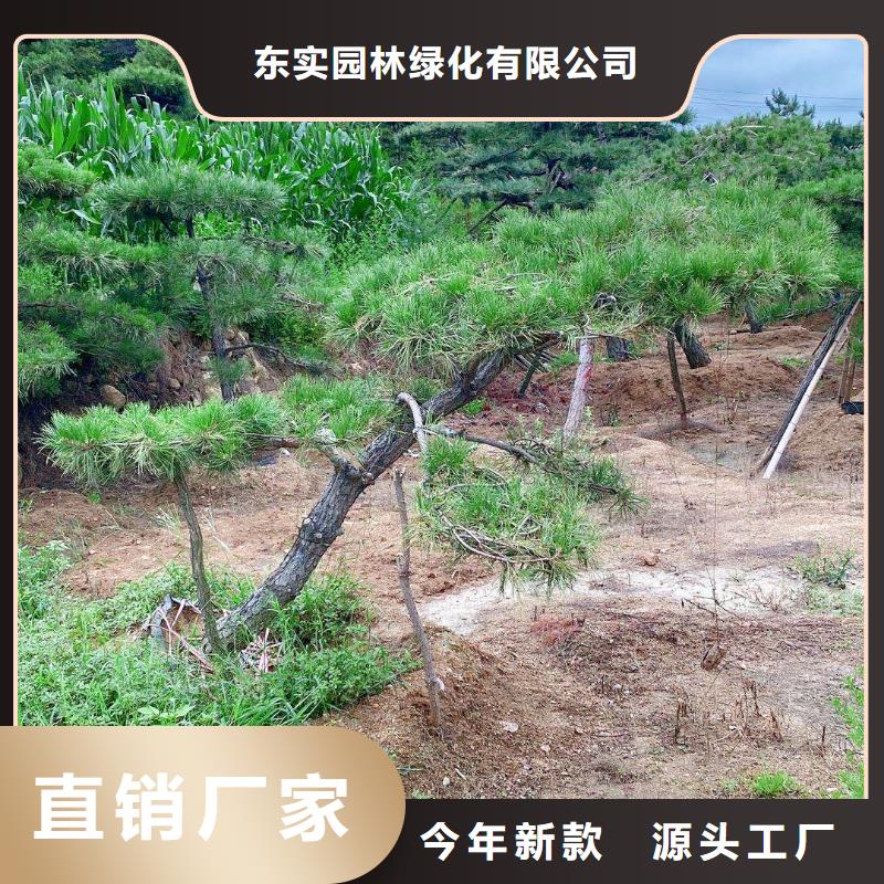 造型景观松-造型景观松专业品质
