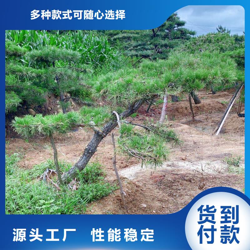 儋州市服务周到的造型迎客松基地