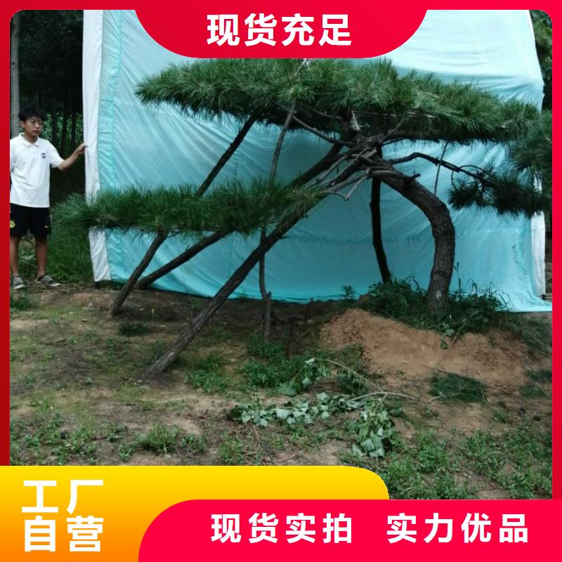 造型松技术先进