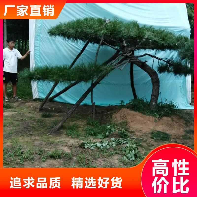 造型松全年低价