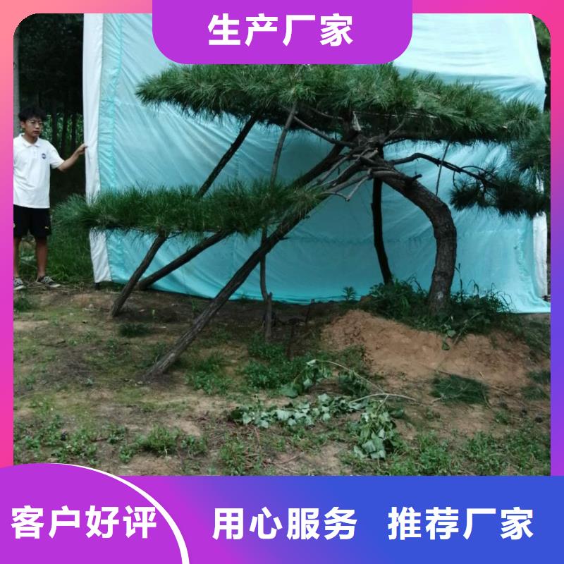  造型松服务周到
