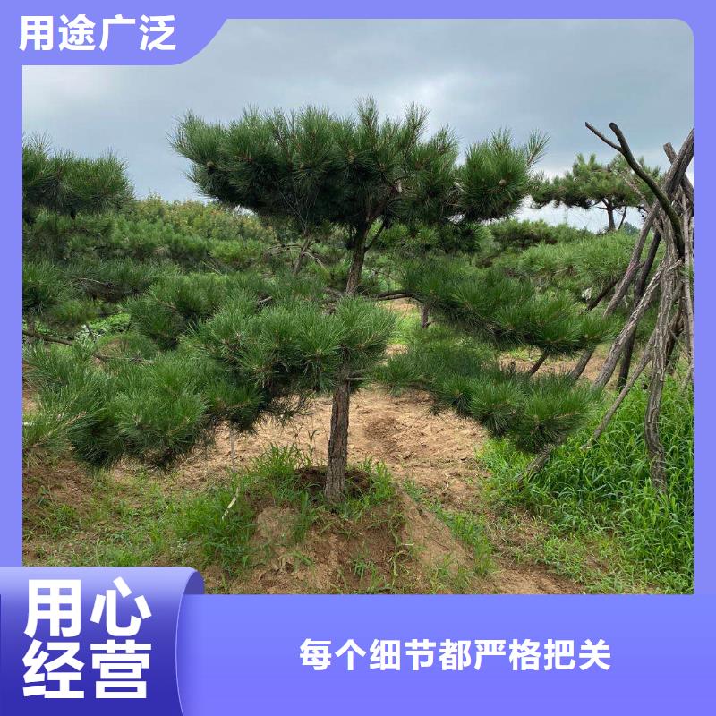  造型松保障
