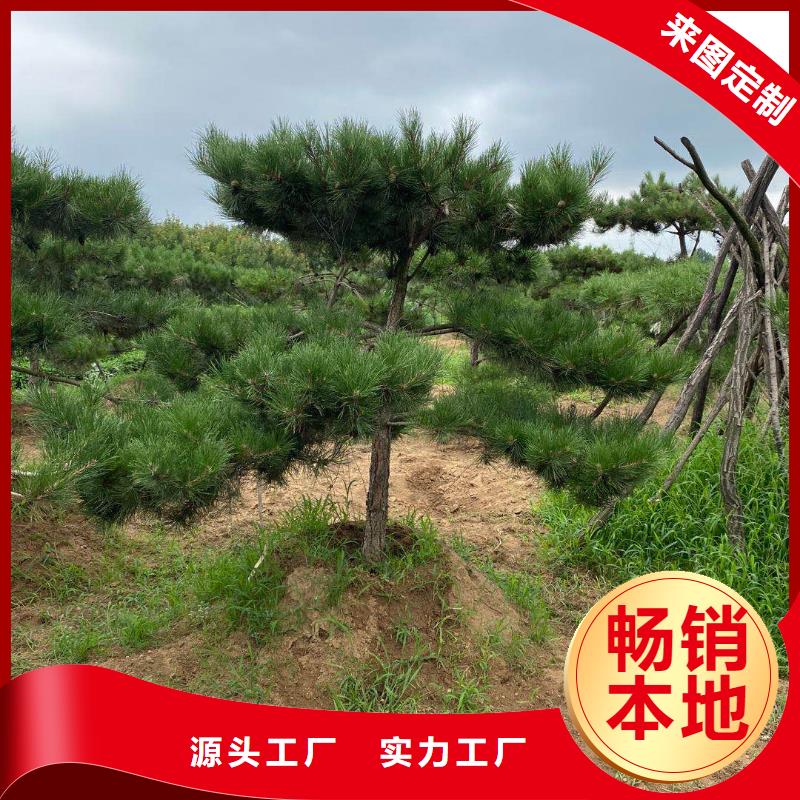 热销：造型景松厂家