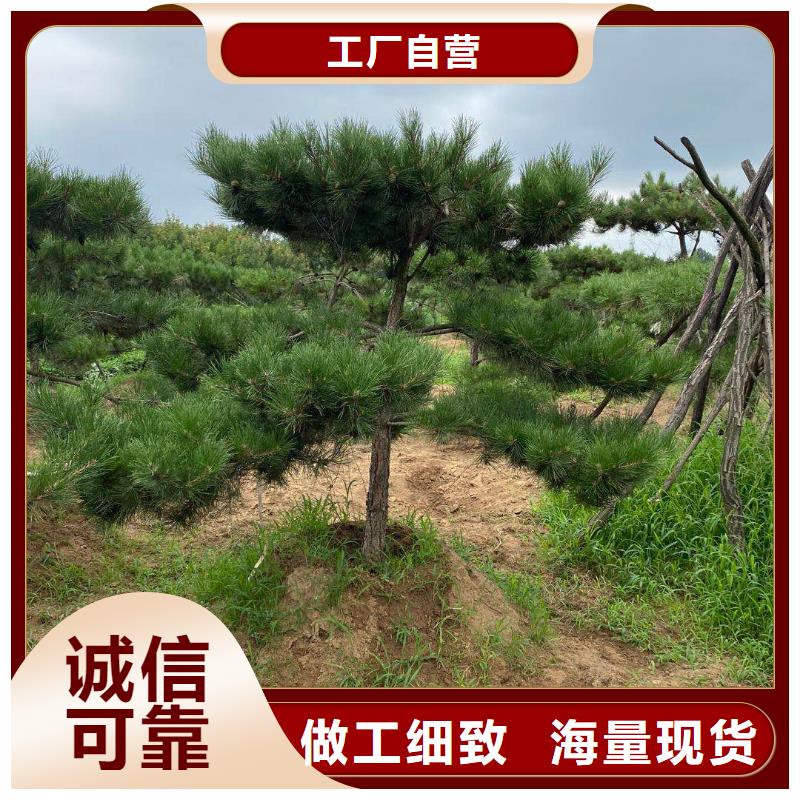 景观松价格合理的厂家