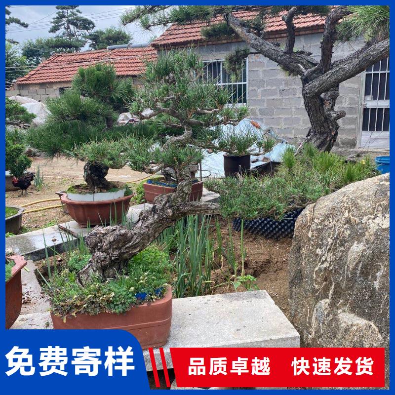  造型松保障