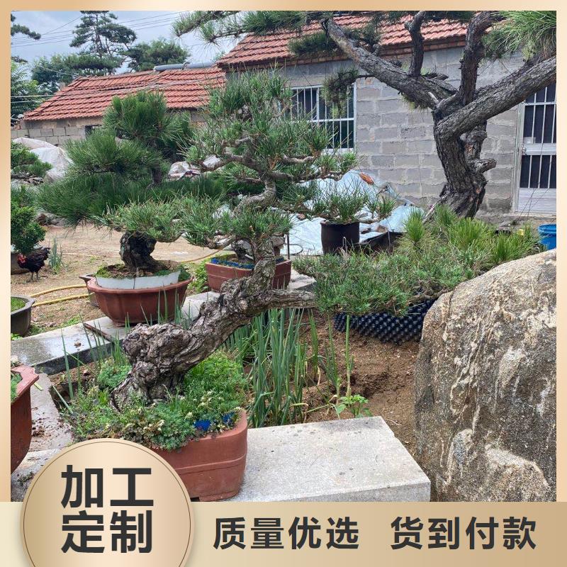 造型松免费回电