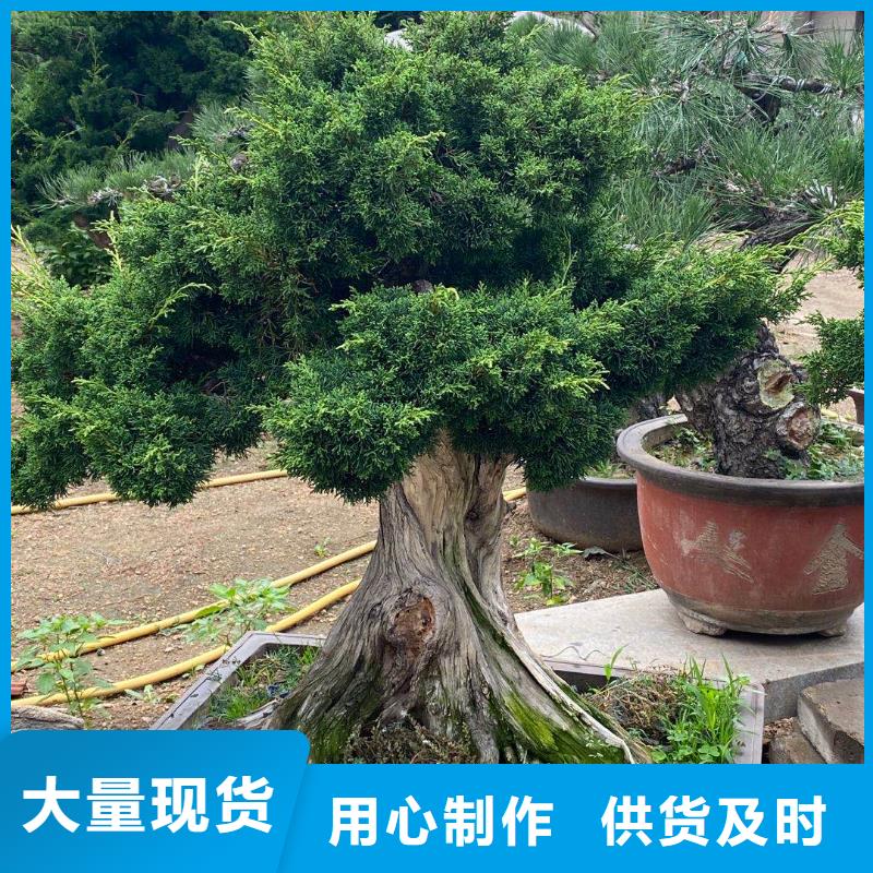 景观松价格资讯