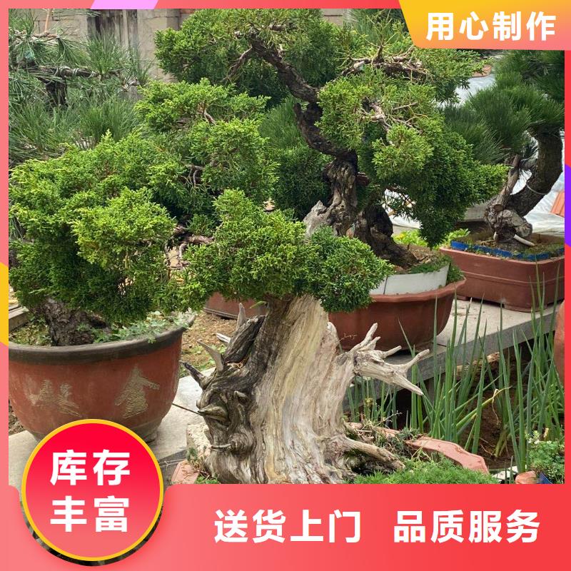 平顶松供应厂家