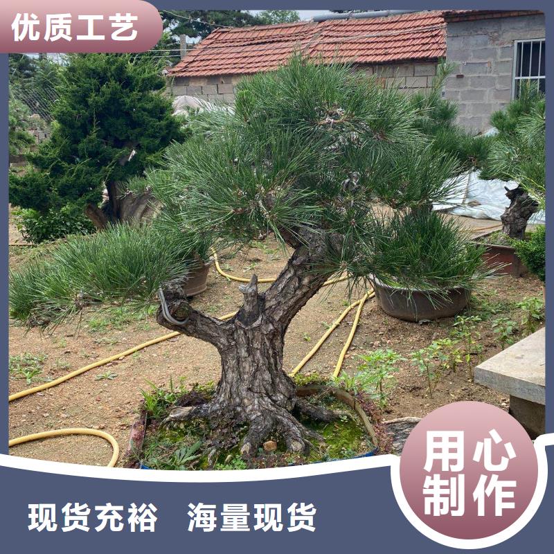 造型油松价格合理的厂家