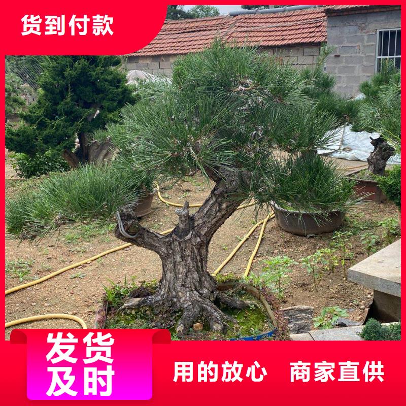 【造型松】造型松价格品质可靠