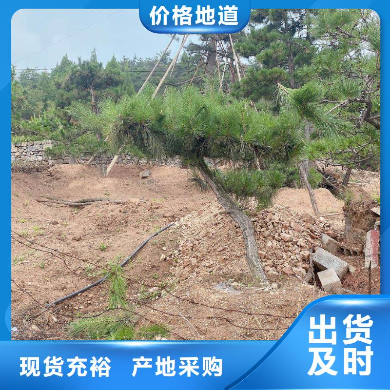  造型松服务周到