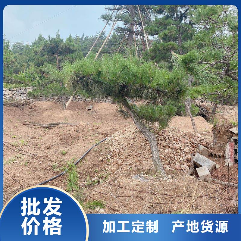 景观松免费设计