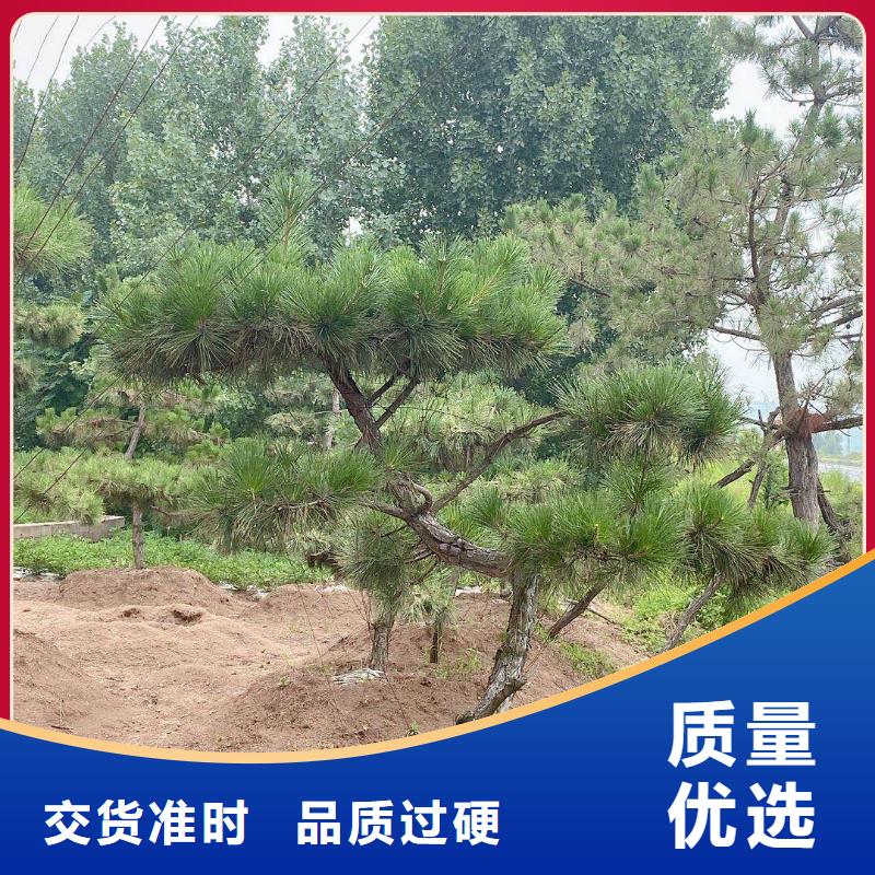 热销：造型景松厂家