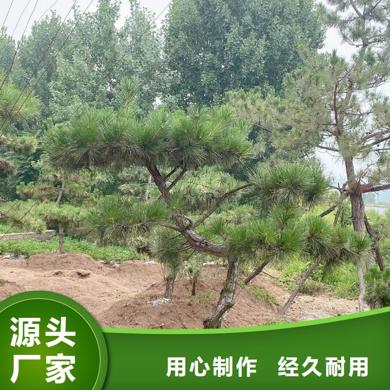 【造型松造型池松懂您所需】