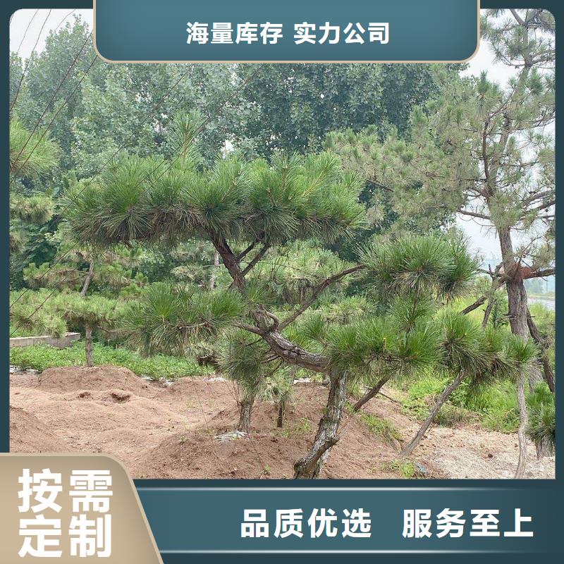 新闻：油松生产厂家