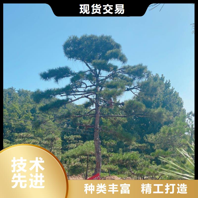 造型松供应商求