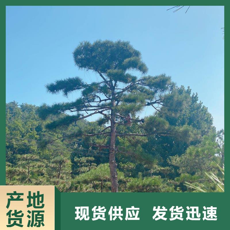 油松厂家-库存充足