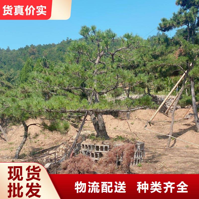 景观松批发-欢迎询价