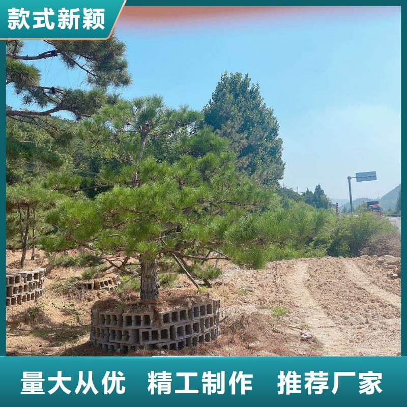 质量好的景观松大型厂家