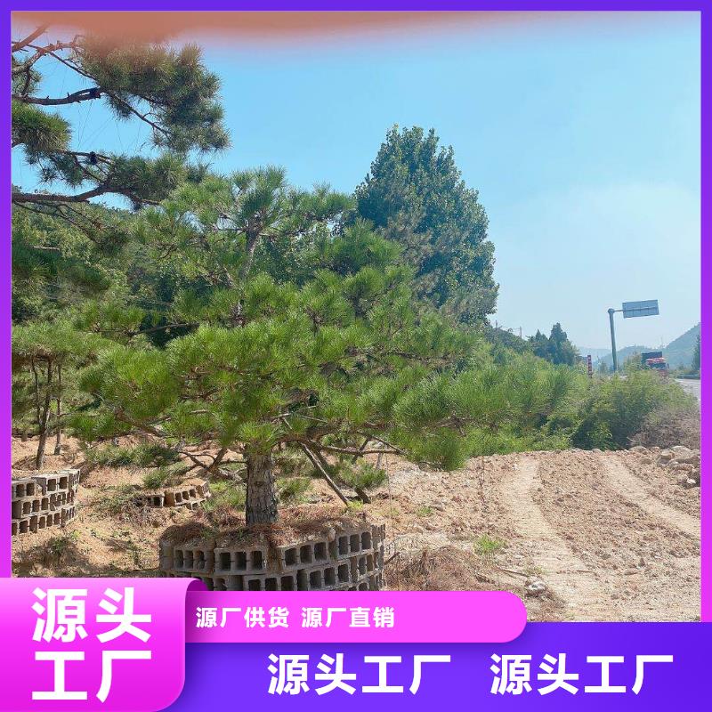  造型松服务周到