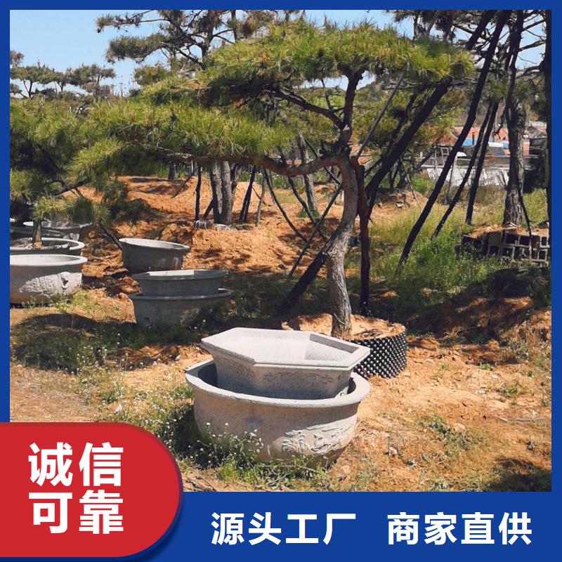 平顶松-为您