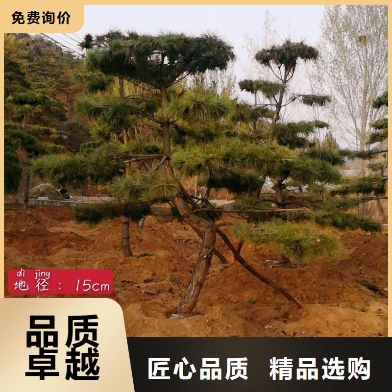 常年供应造型松-省钱